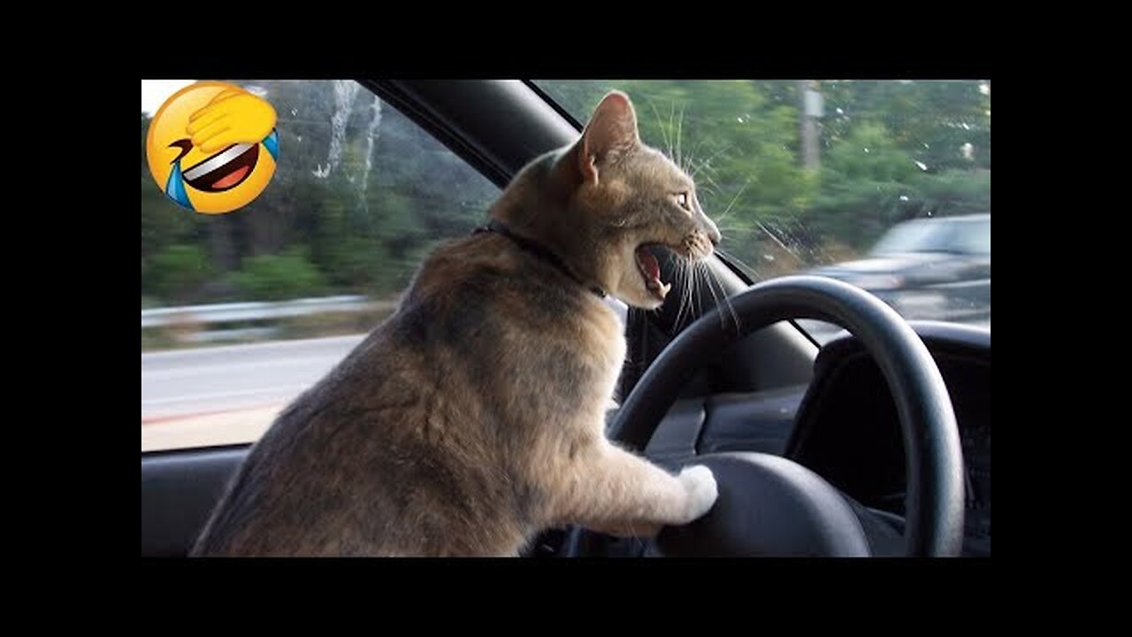 Funny Animal Videos 2022 😂 Funniest Cats And Dogs Videos 😺😍