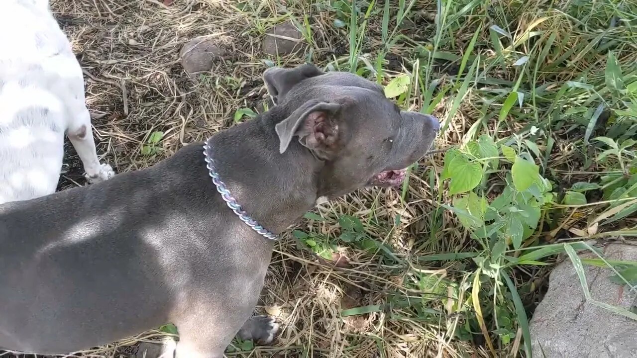 Finishing Panthros Final Resting Place - The Dog That Changed Our World ðŸ˜