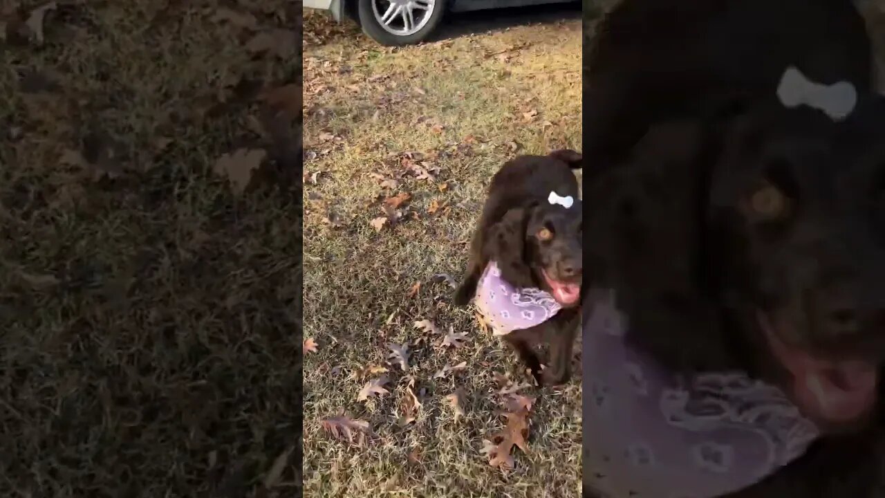 How Cute is This Puppies New Haircut?