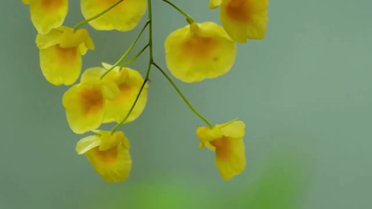 Dendrobium macrophyllum