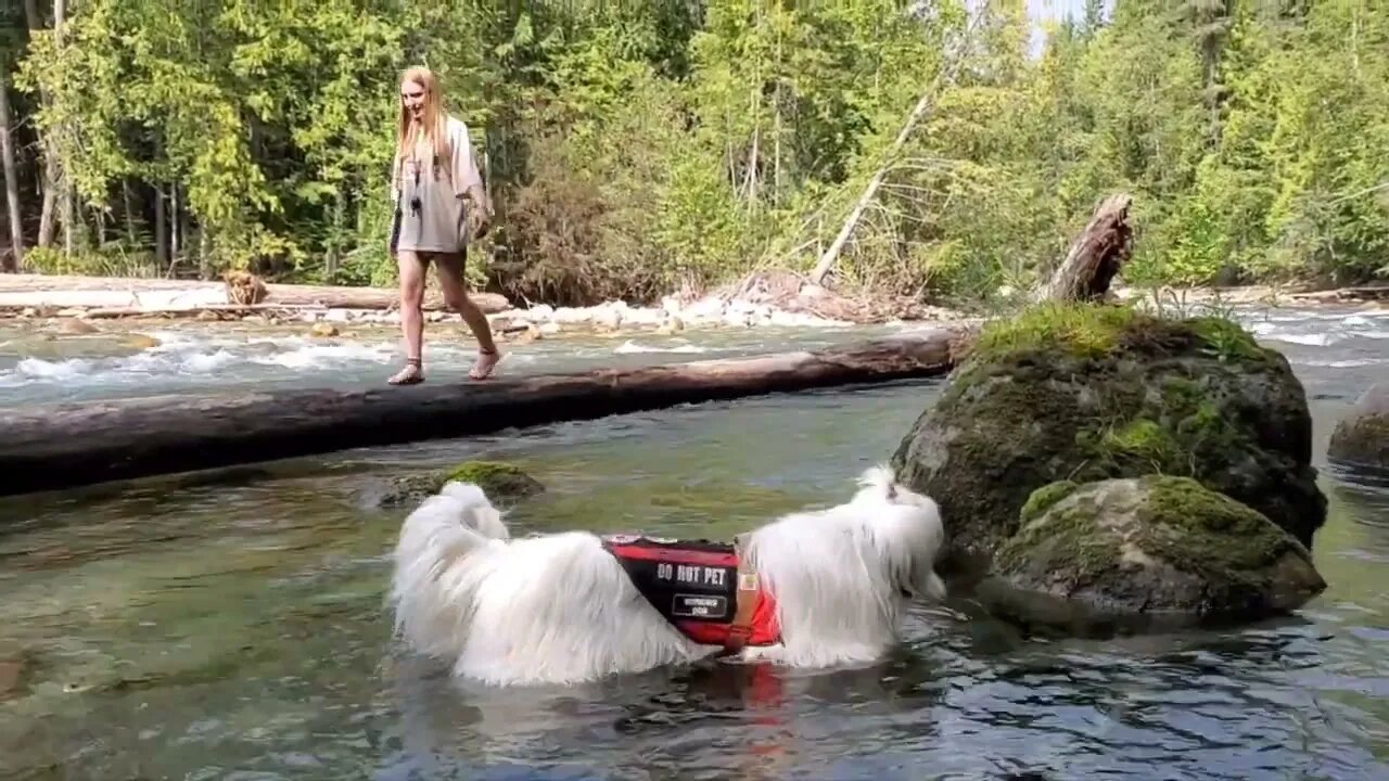 Kalso River Trail & Pyrenees Komondor Working Dog