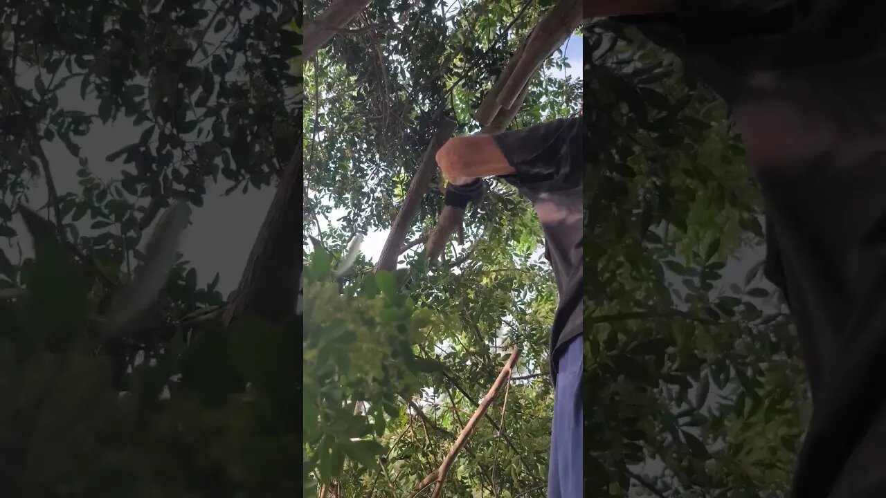 trimming tree off roof.
