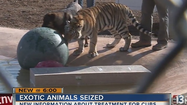 Dog helps rehabilitate seized tiger in Nye County