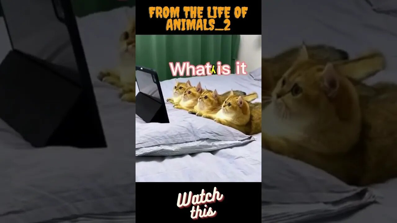 From the life of animals_2 #tiktok #tik tok #viral #viralvideo #cat #cats #cute #funny #funnyvideo