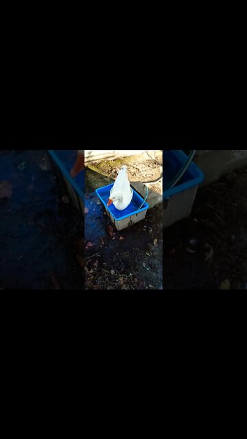 Ezra loves his water 14th September 2022