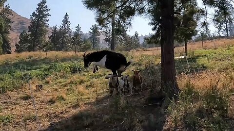 He Just WON'T Stay in.