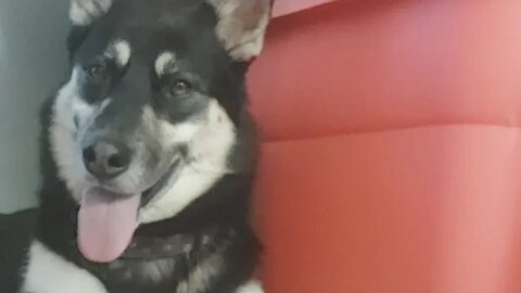 Shepsky Sisters Hanging Out