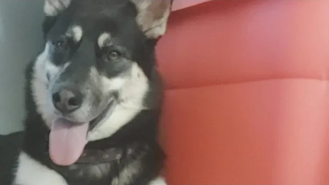 Shepsky Sisters Hanging Out