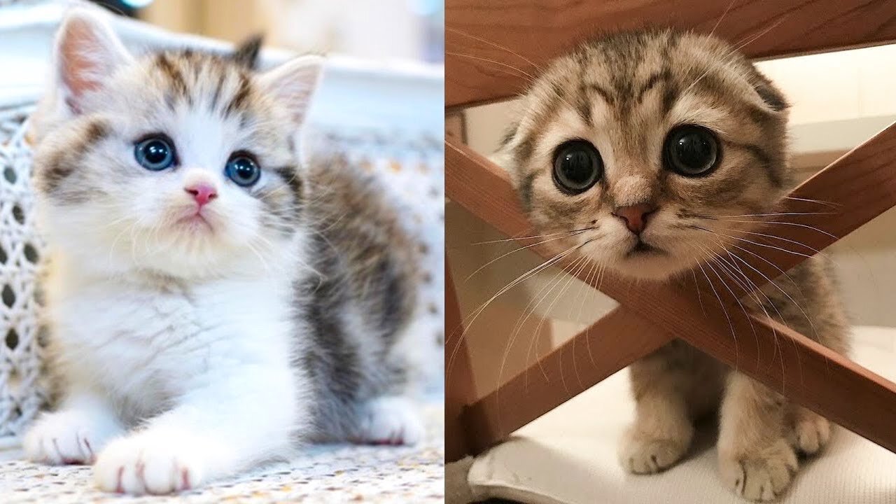 Baby Cats: A Collection of Cute and Funny Cat Videos