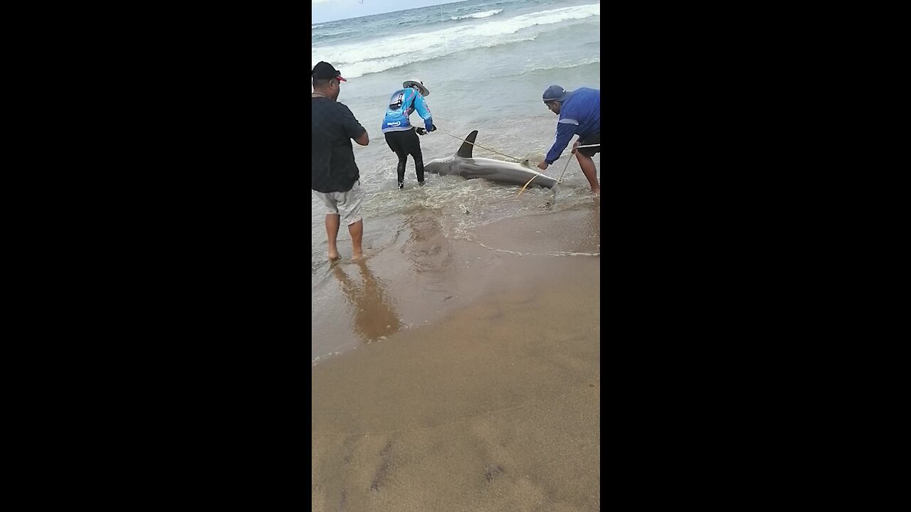 SOUTH AFRICA - Durban - Angler caught a ragged tooth shark (Video) (6M3)