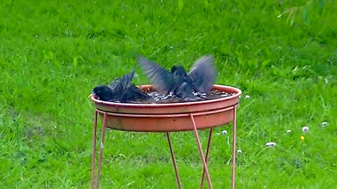 IECV NV #601 - 👀 Starlings Taking A Bath 5-28-2018