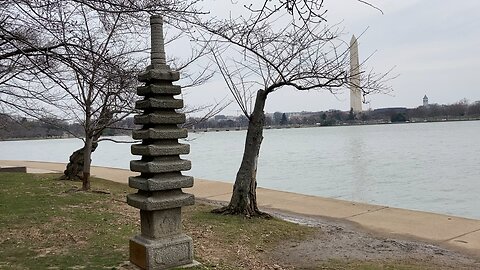 Too Early for Cherries (Tidal Basin)