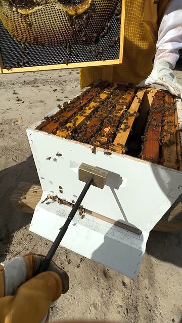 Fired Up for the Perfect Hive Mark!