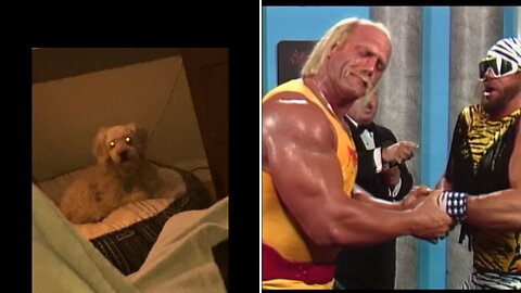 My dog was given the Hulk Hogan hairstyle