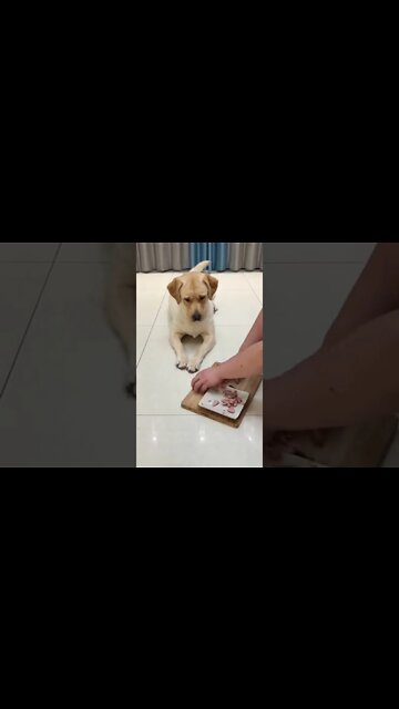 What kind of bad thoughts can puppy have #shorts #trending #viral #shorts #adorepan...