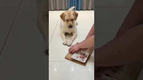 What kind of bad thoughts can puppy have #shorts #trending #viral #shorts #adorepan...
