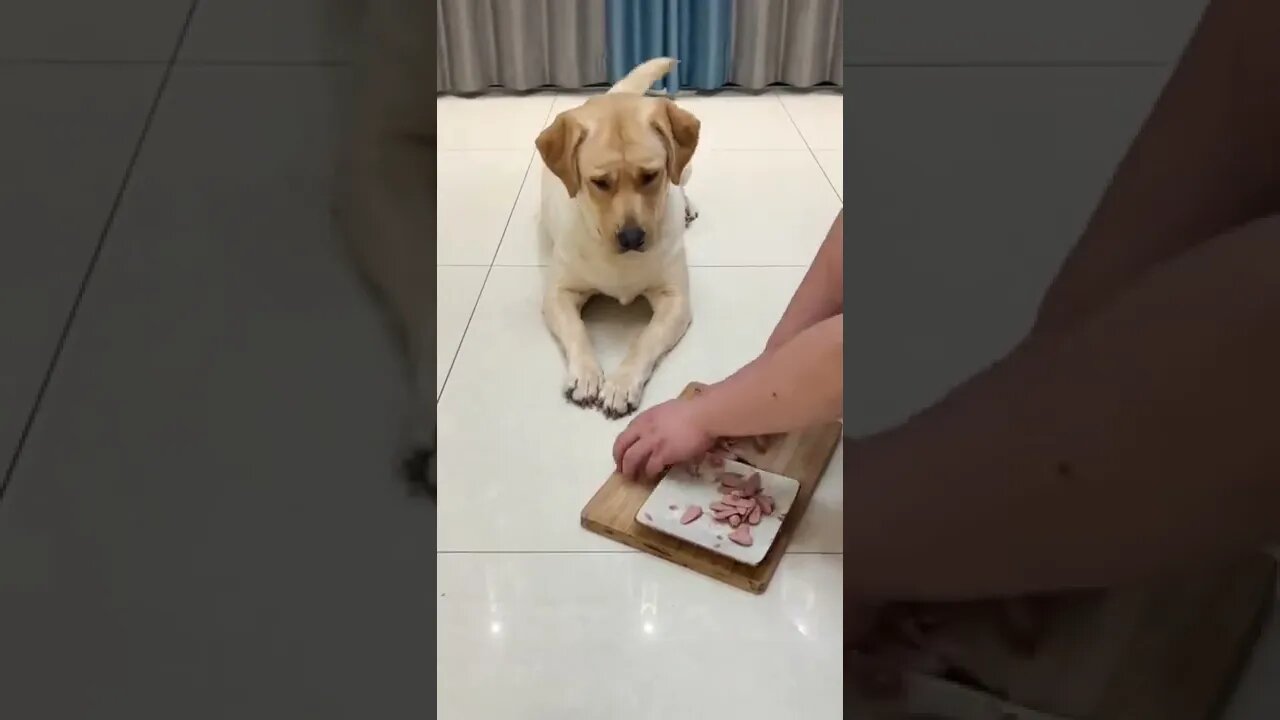 What kind of bad thoughts can puppy have #shorts #trending #viral #shorts #adorepan...