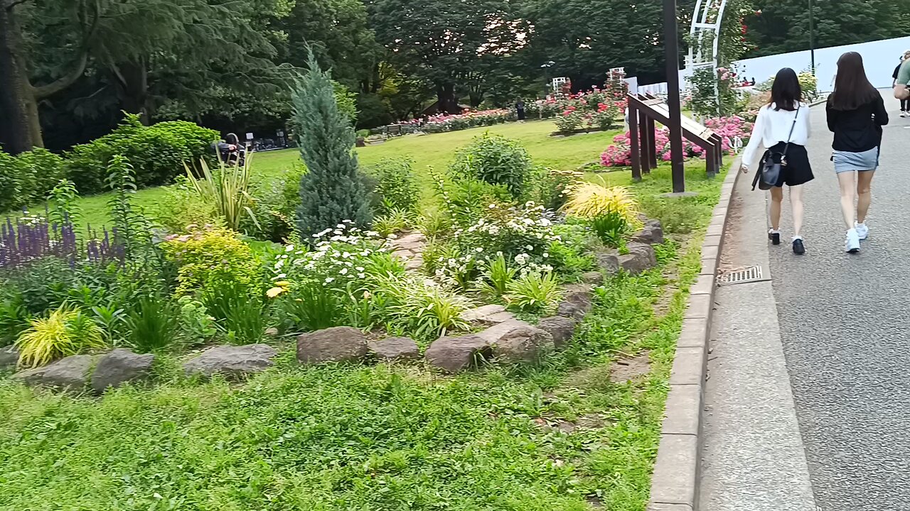 Rose Garden in Yoyogi park