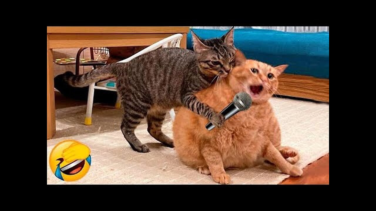 You won't believe what these cats and dogs do in 2023! Try Not To Laugh