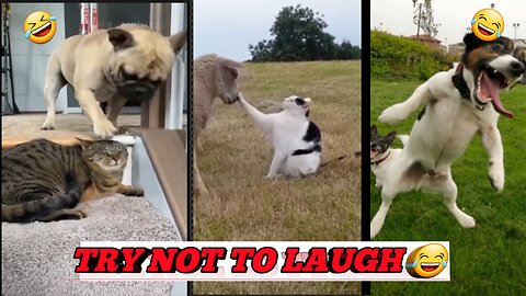 TRY NOT TO LAUGH 😂 | FUNNY CATS AND DOGS 🐶 | FUNNIEST VIDEOS |