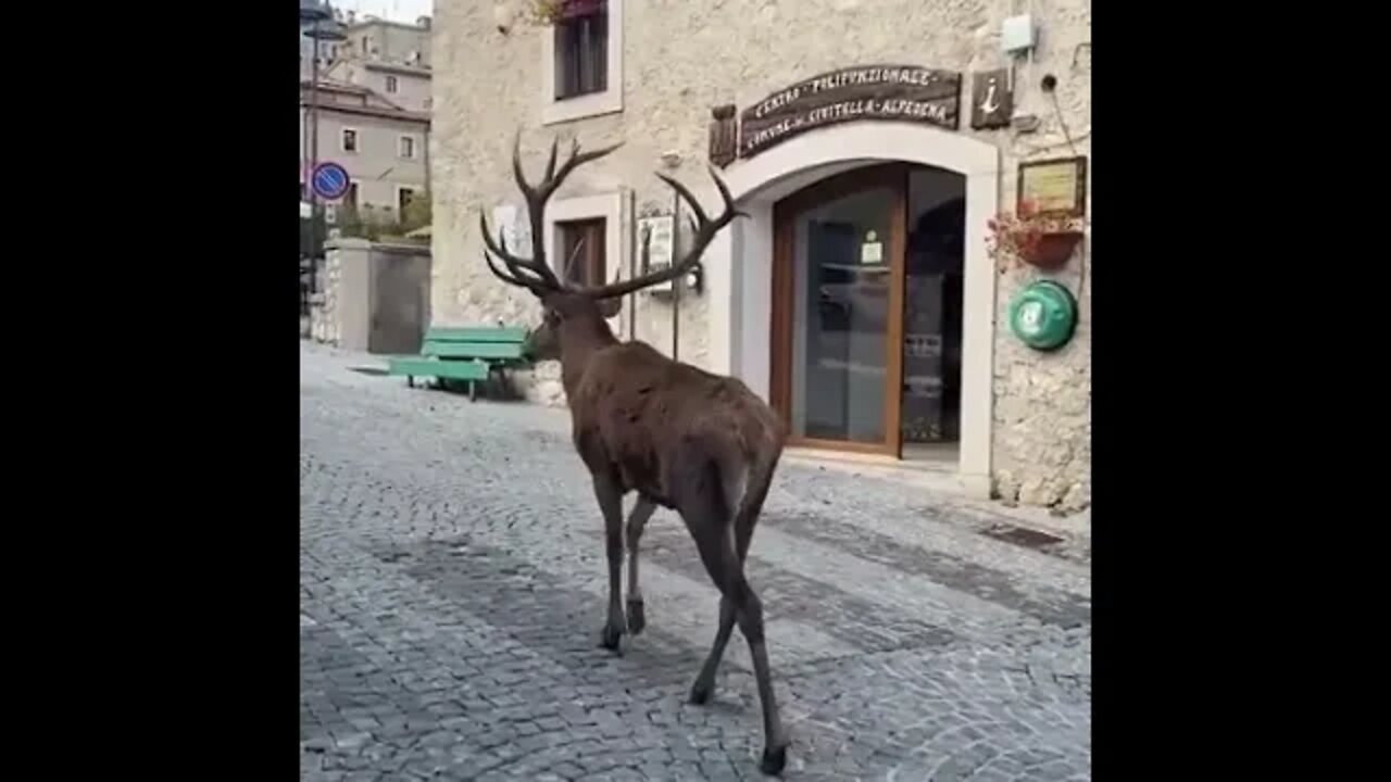 Huge Deer - Walking through the streets - Daily Dose of Nature