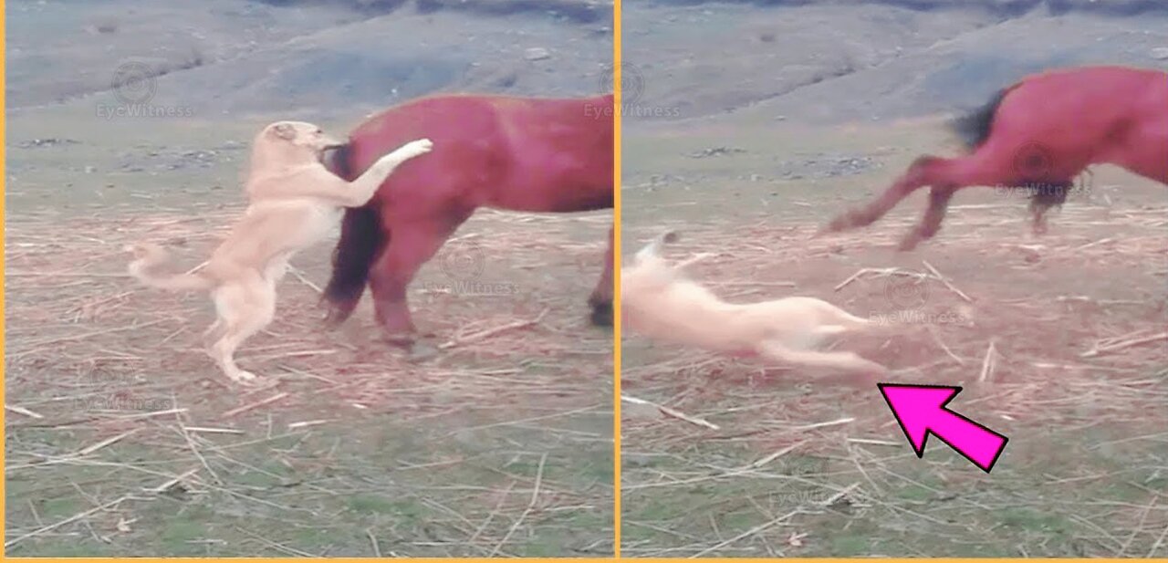 Horse's Kick Vs The Dog's Sad End ðŸ˜ðŸ˜// Fail Of The Month//Funny Trends#Shorts#funny animals
