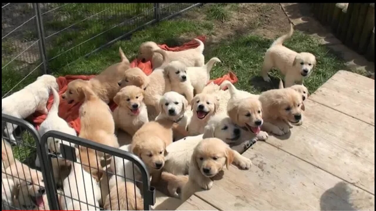 Schwarm von Golden Retriever Walpen
