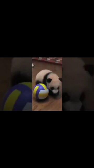 Achou que eu tinha perdido O urso mais brincalhão da internet #perderpeso #emagrecercomsaude #shorts