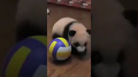 Achou que eu tinha perdido O urso mais brincalhão da internet #perderpeso #emagrecercomsaude #shorts