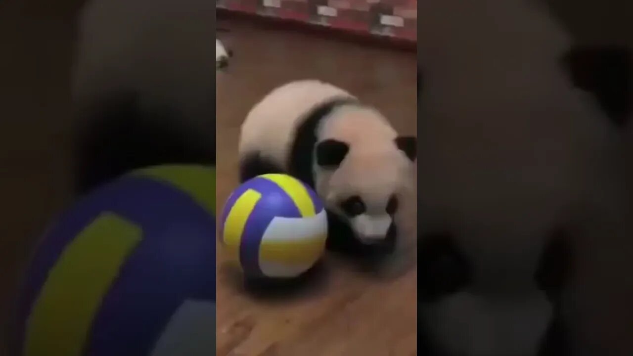 Achou que eu tinha perdido O urso mais brincalhão da internet #perderpeso #emagrecercomsaude #shorts