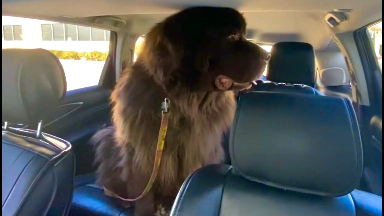 Huge Newfoundland Dog Barely Fits In Suv