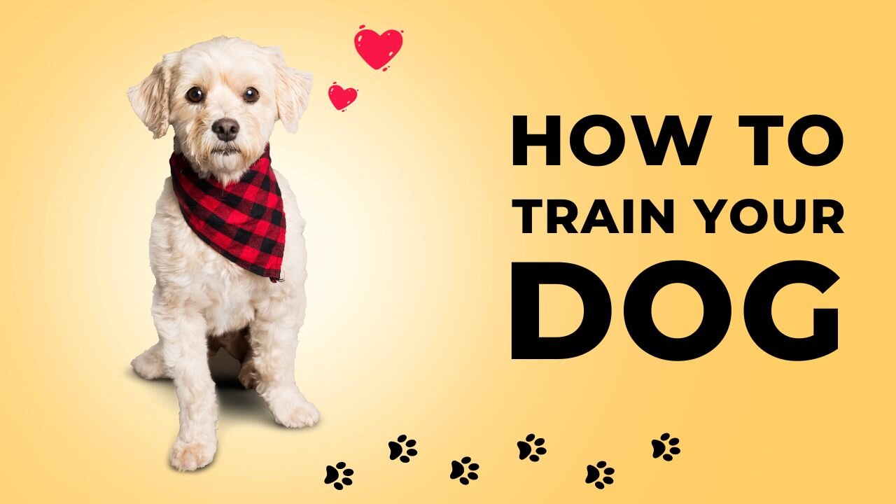 Top Dog Training Tips: Building a Happy and Obedient Canine Companion