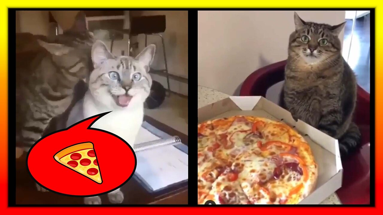 funny cat video compilation tiktok 2022 - funny cat