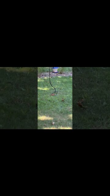 Chipmunks at my Bird feeder