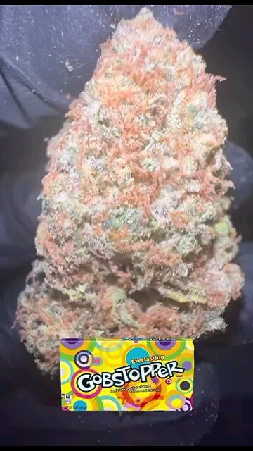 GOBSTOPPER [weed strain] Visuals CRAZY THC