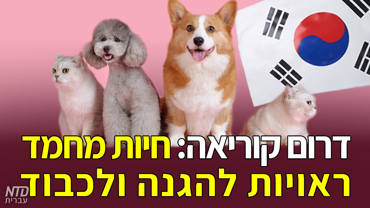 דרום קוריאה: חיות מחמד ראויים להגנה ולכבוד