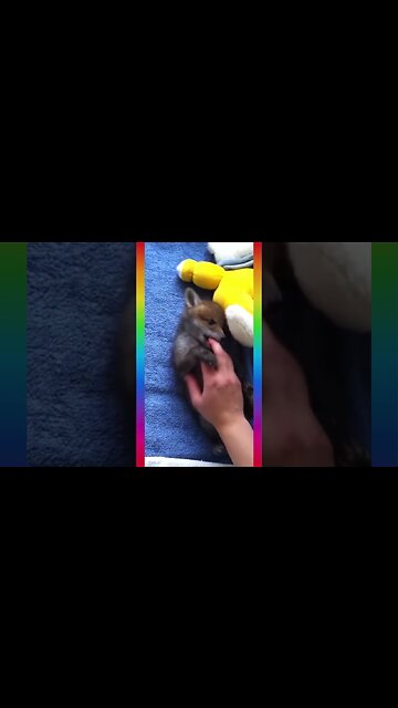 [CUTE] FOX Puppy TikTok🦊💖 #Shorts
