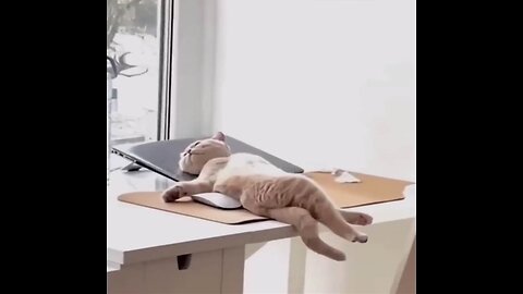 New Funny Animals || Funniest Cats and Dogs Videos ||
