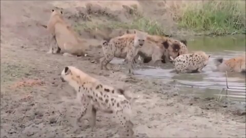 Lion vs hyenas fight to death የአንበሳና የጅብ ሞት ሽረት ትግል