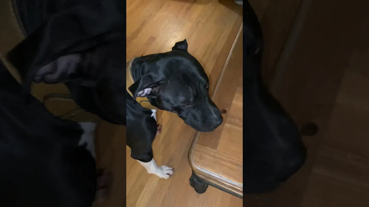 Pitbull is afraid of cat