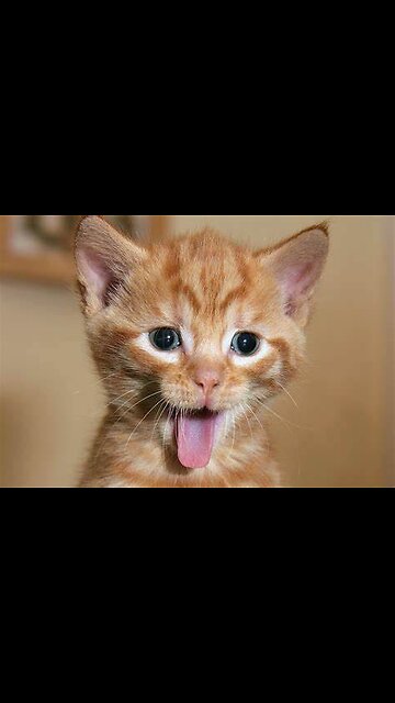 🤣HOLDING YOUR LAUGH while Watching these video😹 - Funny Cats Life