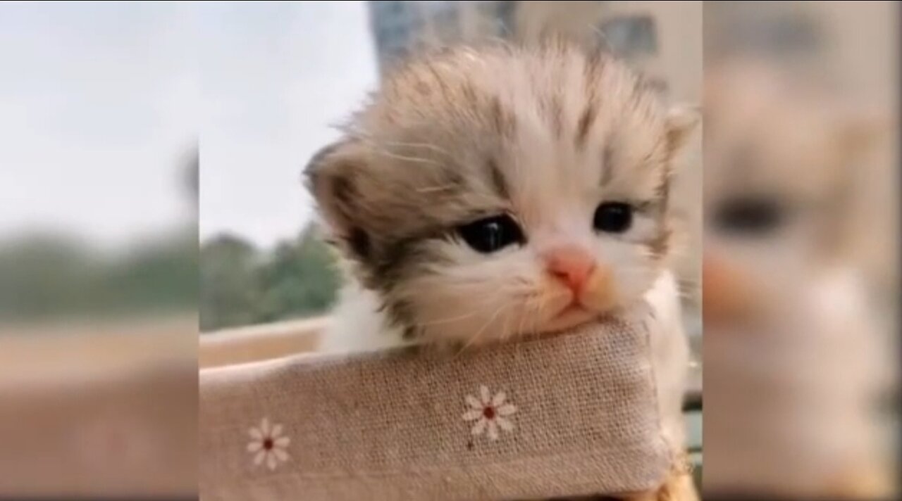 Funny and Cute Cats