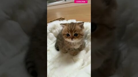 cute cat videos 😹 funny videos 😂 💚