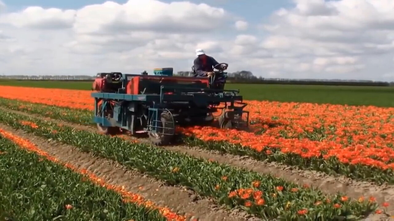 Amazing modern automatic cutting machine for harvesting tulip fields