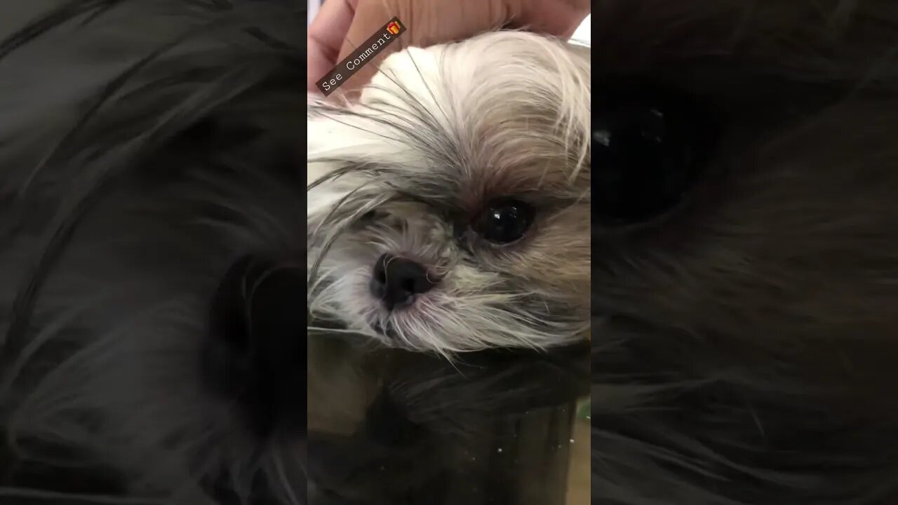She's not allowed to play outside. See her reaction