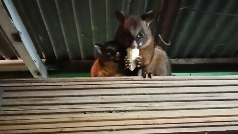 Bandit's baby is sitting next to her eating banana 08/072020 ( Video 23 )