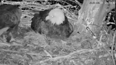 Hays Eagles Dad drops in for late night snack 4120