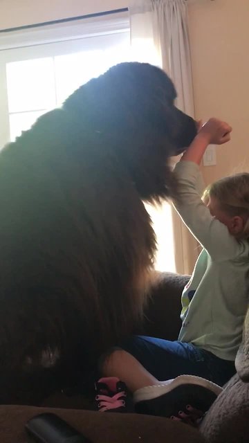Adorable training fail for giant Newfoundland pup