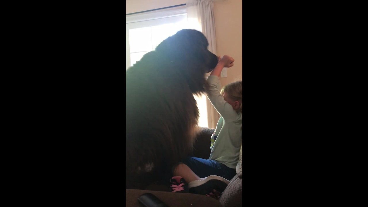 Adorable training fail for giant Newfoundland pup