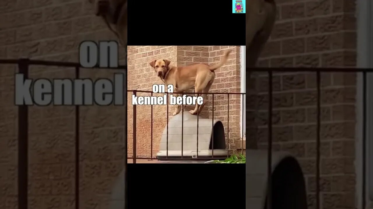 Kennel dog | Funny Voiceover